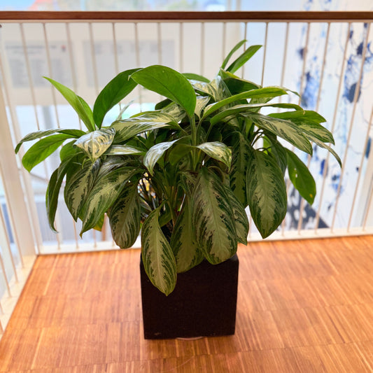 Sølvplante (Aglaonema) i sort dekorationskrukke – 85 cm