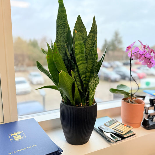 Svigermors Skarpe Tunge (Sansevieria) i sort dekorationskrukke – 60 cm