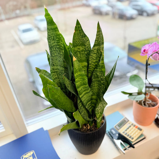 Svigermors Skarpe Tunge (Sansevieria) i sort dekorationskrukke – 60 cm