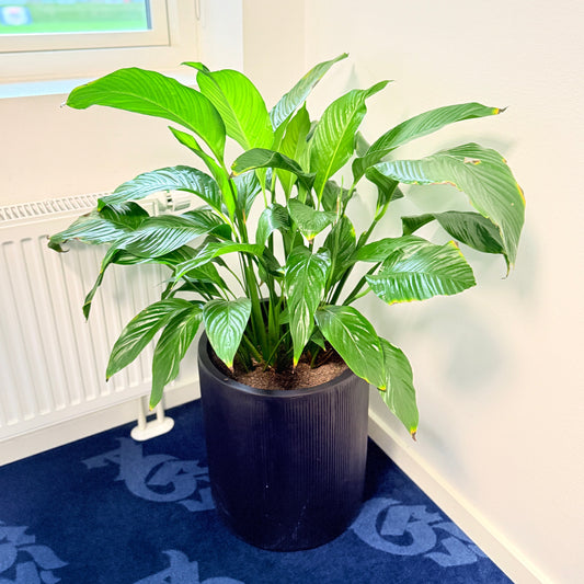 Fredslilje (Spathiphyllum) i sort dekorationskrukke – 100 cm