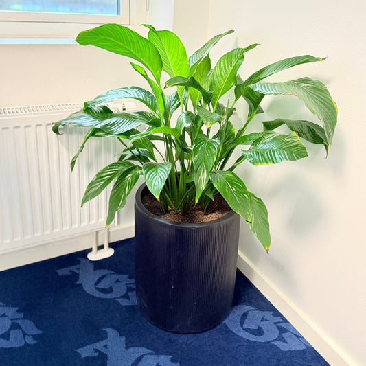 Fredslilje (Spathiphyllum) i sort dekorationskrukke – 100 cm