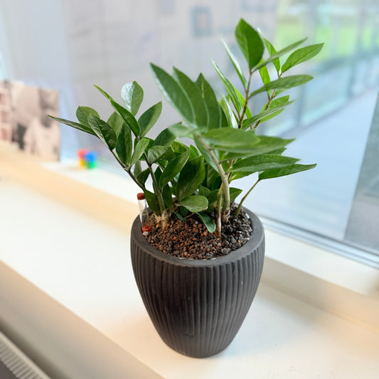 Garderobeplante (Zamioculcas zamiifolia) i sort dekorationskrukke – 45 cm