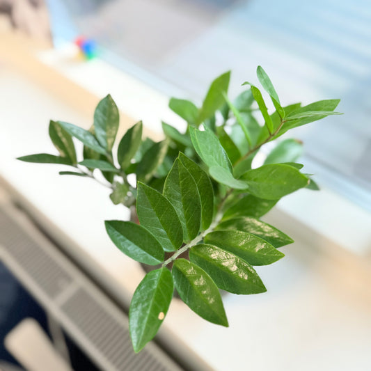 Garderobeplante (Zamioculcas zamiifolia) i sort dekorationskrukke – 45 cm