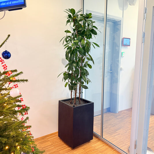 Paraplytræ (Schefflera arboricola) i sort dekorationskrukke – 200 cm