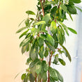 Indlæs billede i gallerivisning, Paraplytræ (Schefflera arboricola) i sort dekorationskrukke – 200 cm
