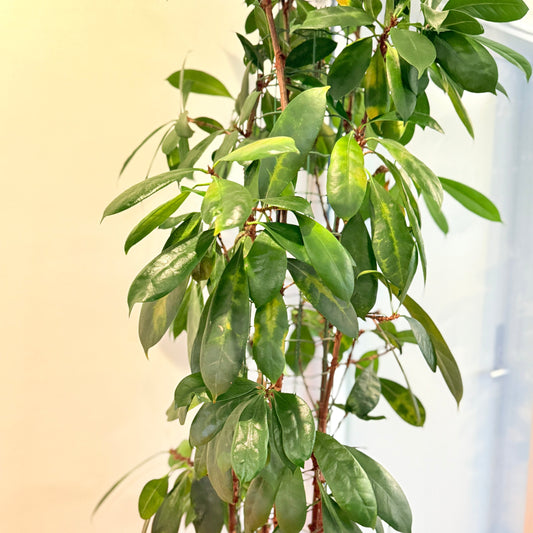 Paraplytræ (Schefflera arboricola) i sort dekorationskrukke – 200 cm