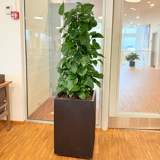 Guldreb (Epipremnum aureum) i sort dekorationskrukke – 160 cm