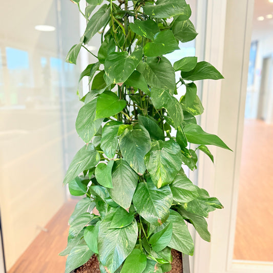 Guldreb (Epipremnum aureum) i sort dekorationskrukke – 160 cm