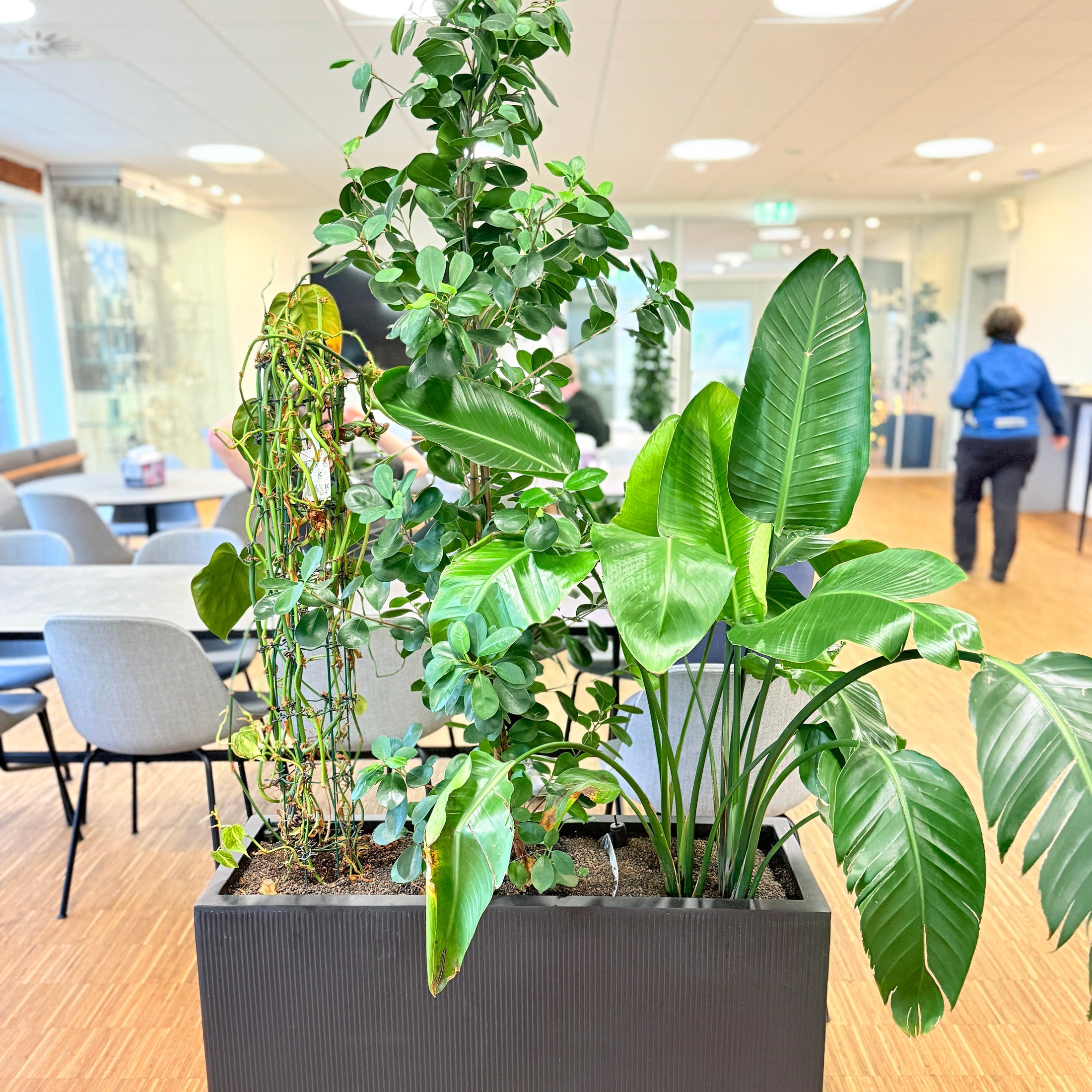 Plantekasse med mix-beplantning (Ficus & Strelitzia) i sort dekorationskasse – 180 cm