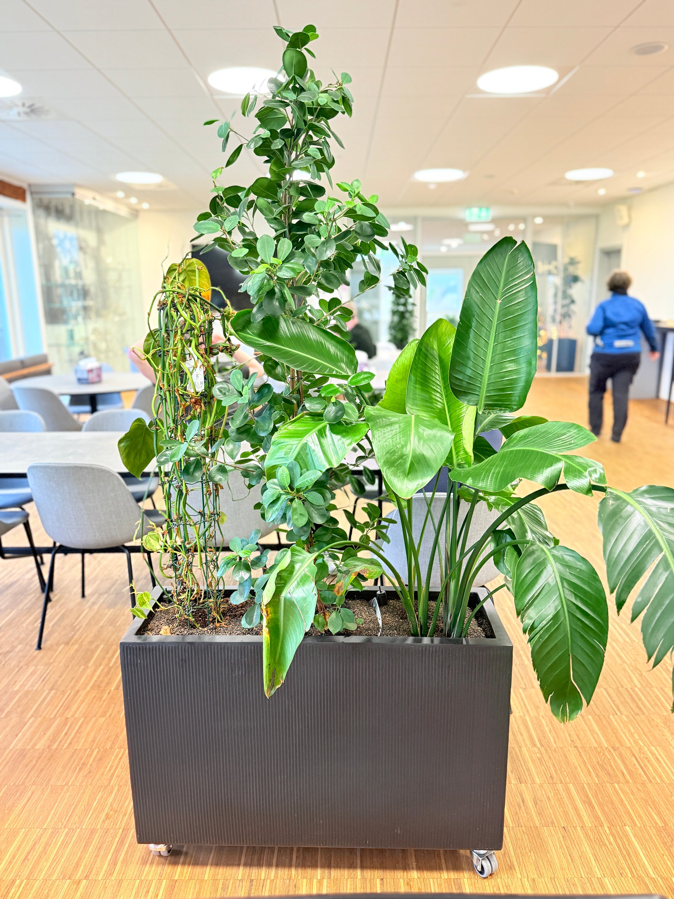 Plantekasse med mix-beplantning (Ficus & Strelitzia) i sort dekorationskasse – 180 cm