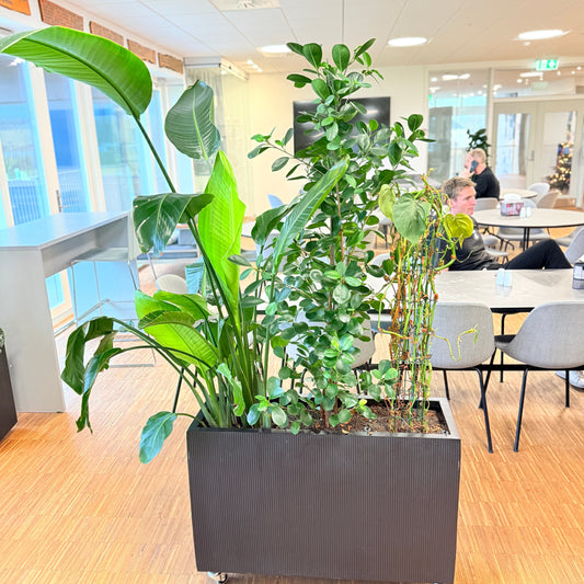 Plantekasse med mix-beplantning (Strelitzia & Ficus) i sort dekorationskasse – 180 cm
