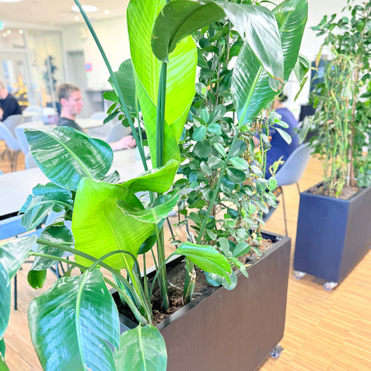 Plantekasse med mix-beplantning (Strelitzia & Ficus) i sort dekorationskasse – 180 cm