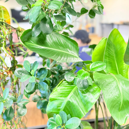 Plantekasse med mix-beplantning (Ficus & Strelitzia) i sort dekorationskasse – 180 cm