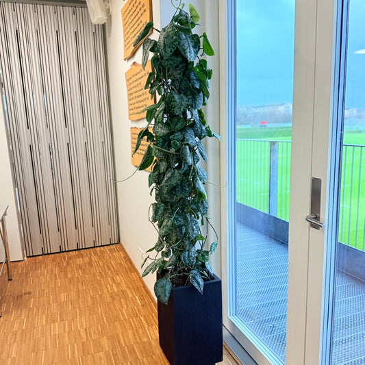 Scindapsus pictus (Sølvranke) i sort dekorationskrukke – 200 cm høj