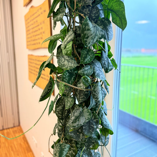 Scindapsus pictus (Sølvranke) i sort dekorationskrukke – 200 cm høj