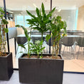 Indlæs billede i gallerivisning, Plantekasse med mix-beplantning (Dracaena & Strelitzia) i sort dekorationskasse – 160 cm
