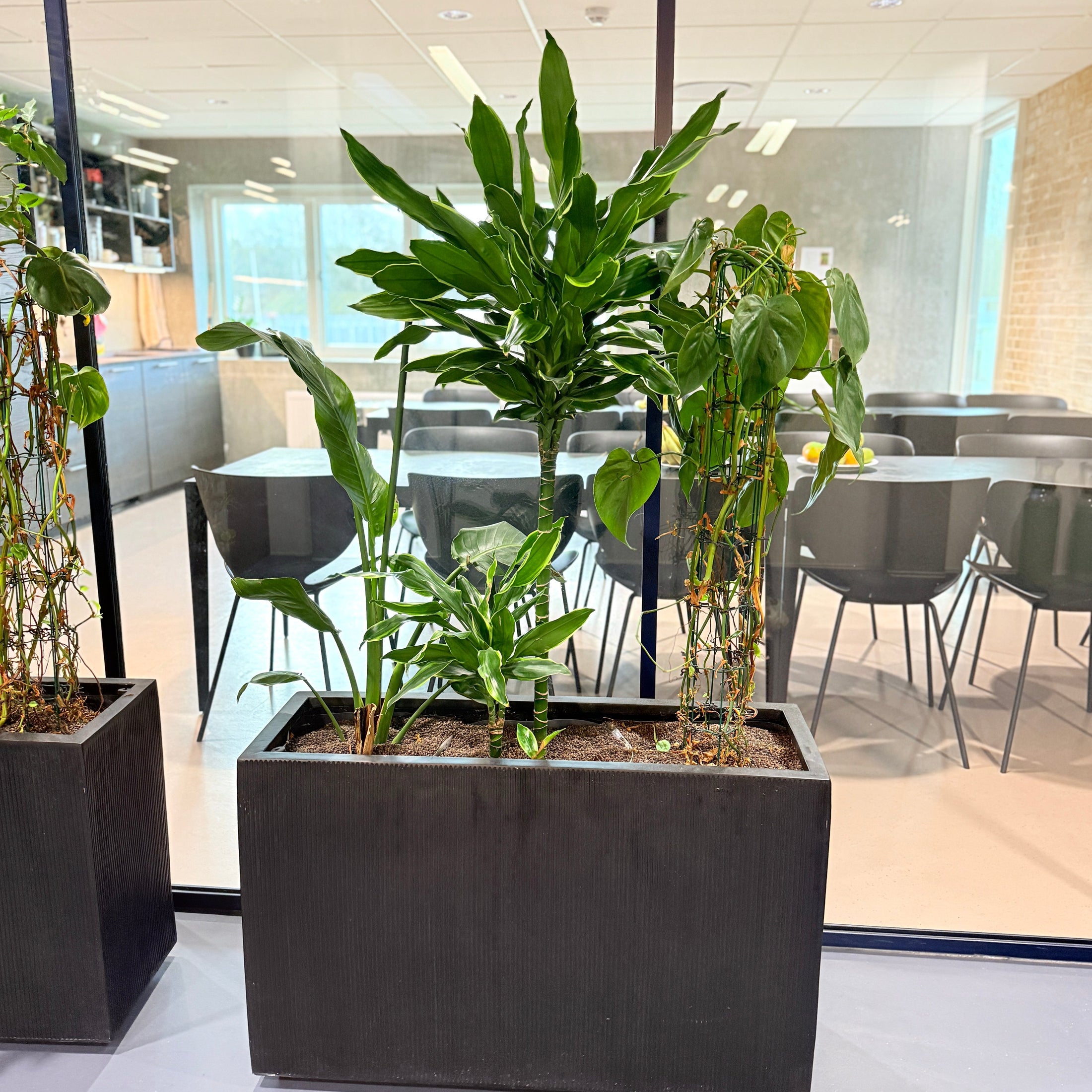 Plantekasse med mix-beplantning (Dracaena & Strelitzia) i sort dekorationskasse – 160 cm