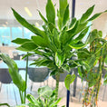 Indlæs billede i gallerivisning, Plantekasse med mix-beplantning (Dracaena & Strelitzia) i sort dekorationskasse – 160 cm
