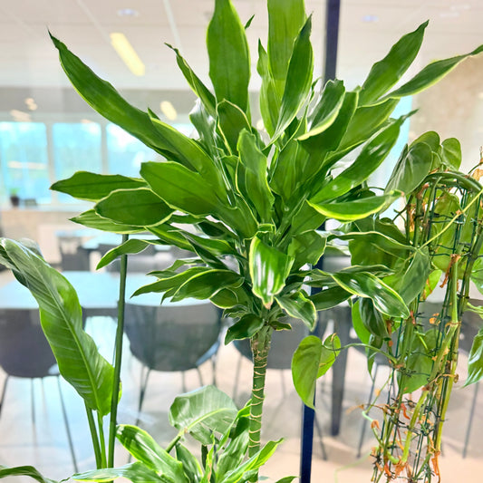 Plantekasse med mix-beplantning (Dracaena & Strelitzia) i sort dekorationskasse – 160 cm