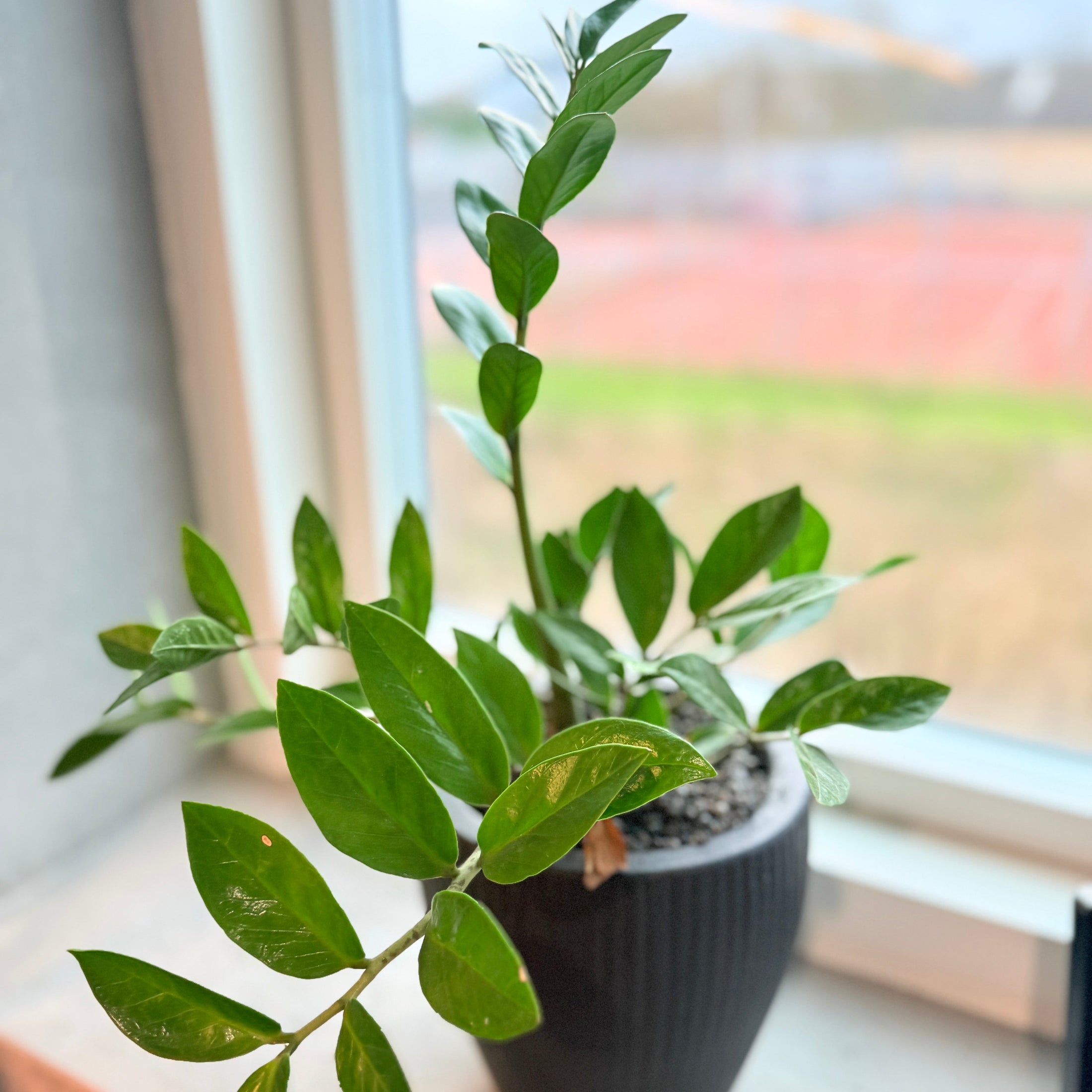 Zamioculcas zamiifolia (garderobeplante) i sort dekorationskrukke – 45 cm