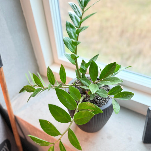 Zamioculcas zamiifolia (garderobeplante) i sort dekorationskrukke – 45 cm