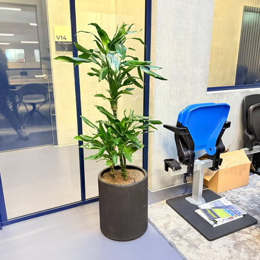 Dracæna (Dracaena fragrans) i sort dekorationskrukke – 140 cm