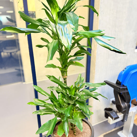 Dracæna (Dracaena fragrans) i sort dekorationskrukke – 140 cm