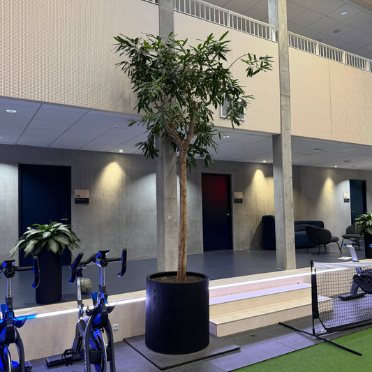 Ficus maclellandii (Alii-figen) i sort dekorationskrukke – ca. 4 meter