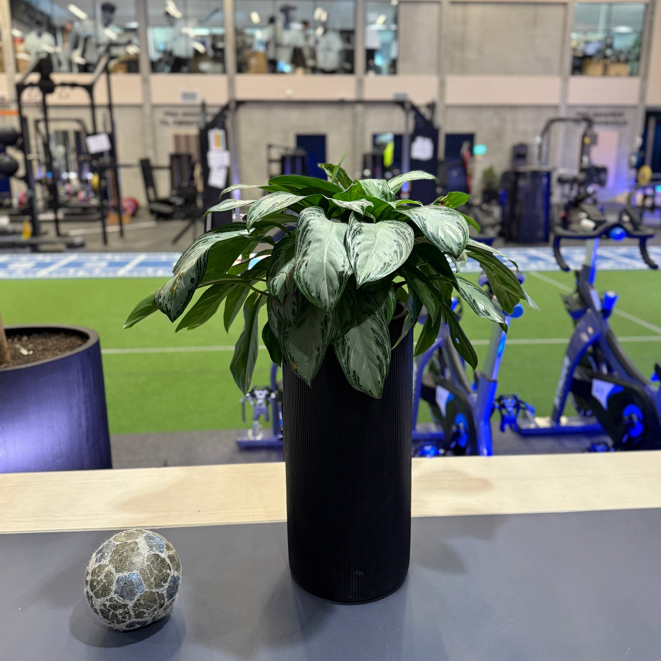 Aglaonema (Aglaonema commutatum ‘Silver Bay’) i sort dekorationskrukke – 100 cm