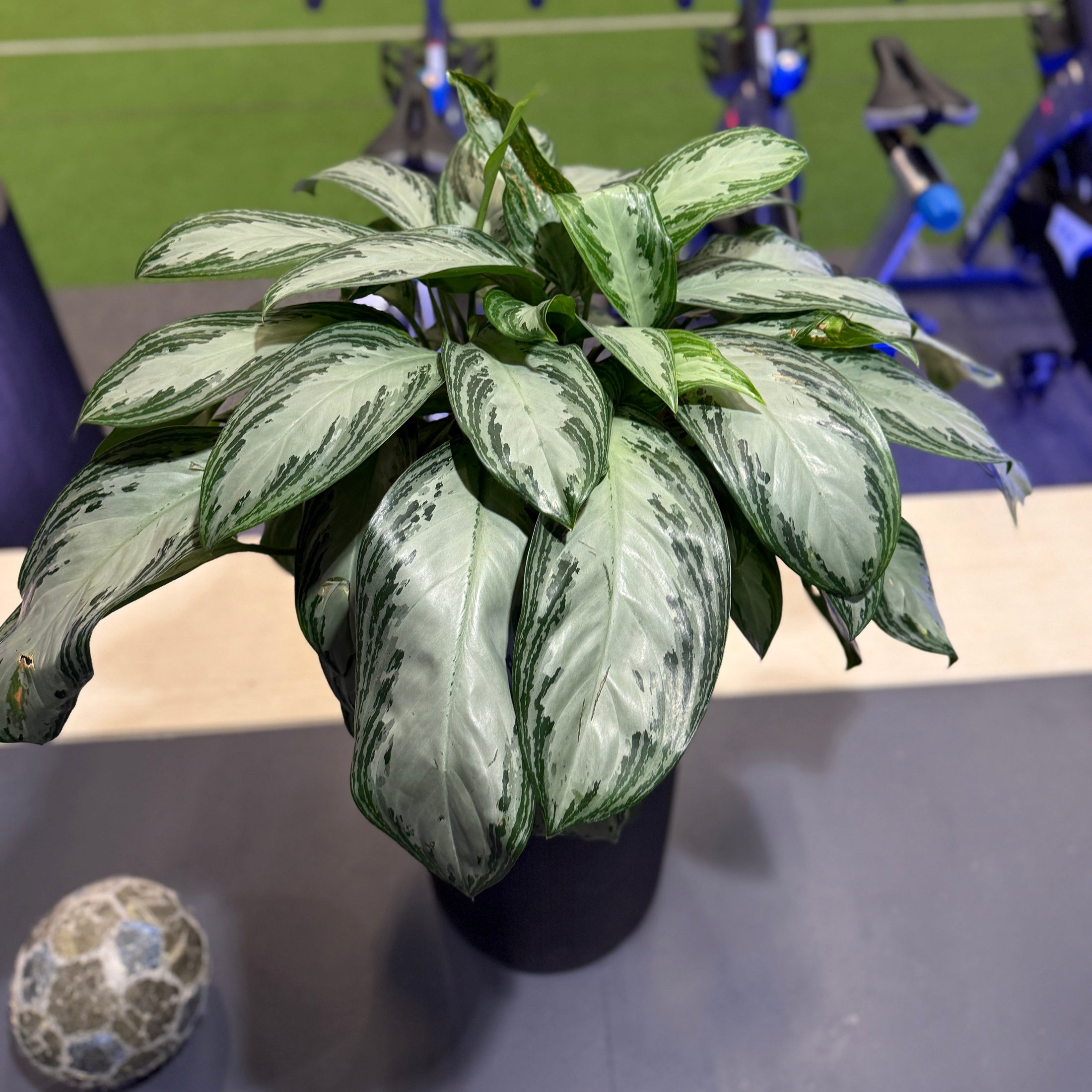 Aglaonema (Aglaonema commutatum ‘Silver Bay’) i sort dekorationskrukke – 100 cm