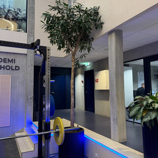 Ficus maclellandii (Willow Leaf Ficus) i sort dekorationskrukke – ca. 400 cm