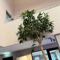 Indlæs billede i gallerivisning, Ficus maclellandii (Willow Leaf Ficus) i sort dekorationskrukke – ca. 400 cm
