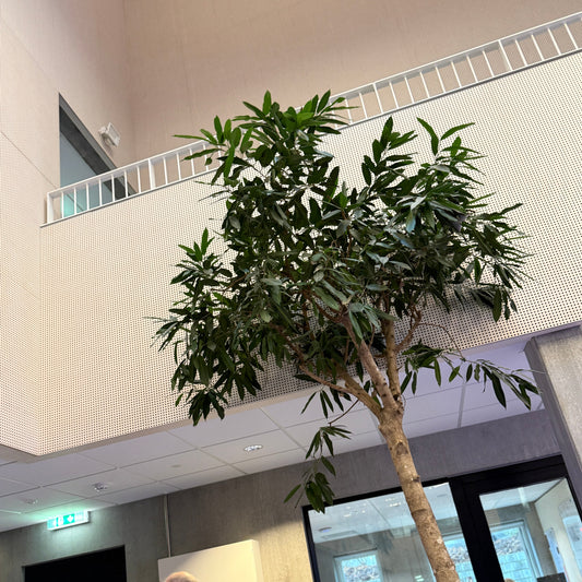 Ficus maclellandii (Willow Leaf Ficus) i sort dekorationskrukke – ca. 400 cm