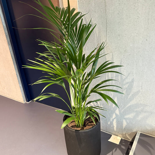 Kentiapalme (Howea forsteriana) i sort dekorationskrukke – 150 cm