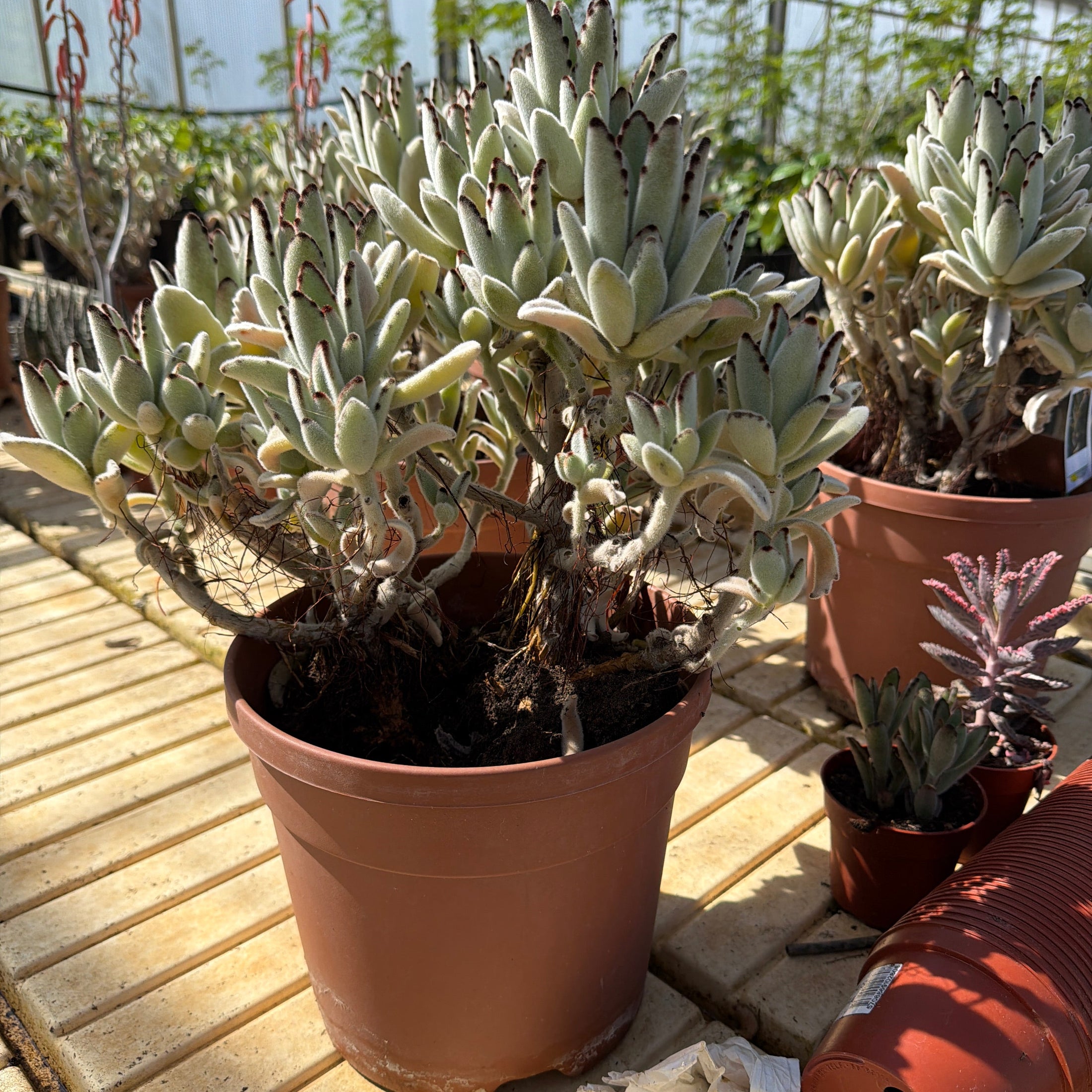 Kalanchoe tomentosa