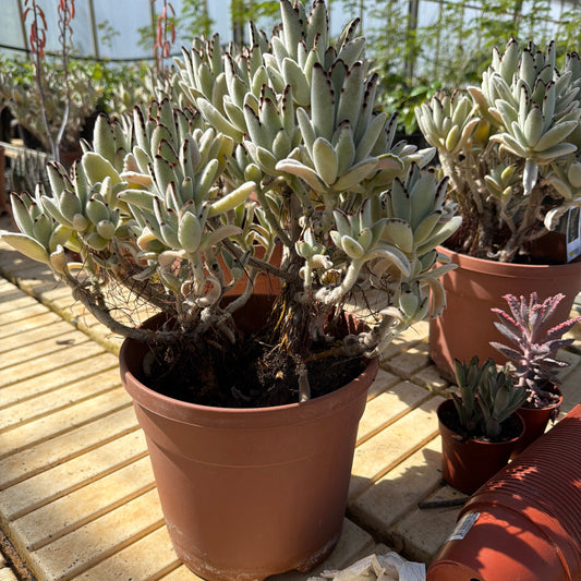 Kalanchoe tomentosa