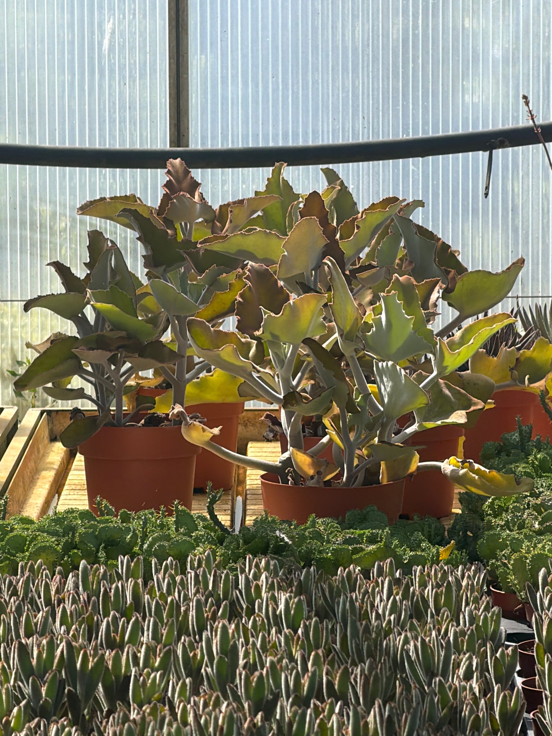 Kalanchoe beharensis