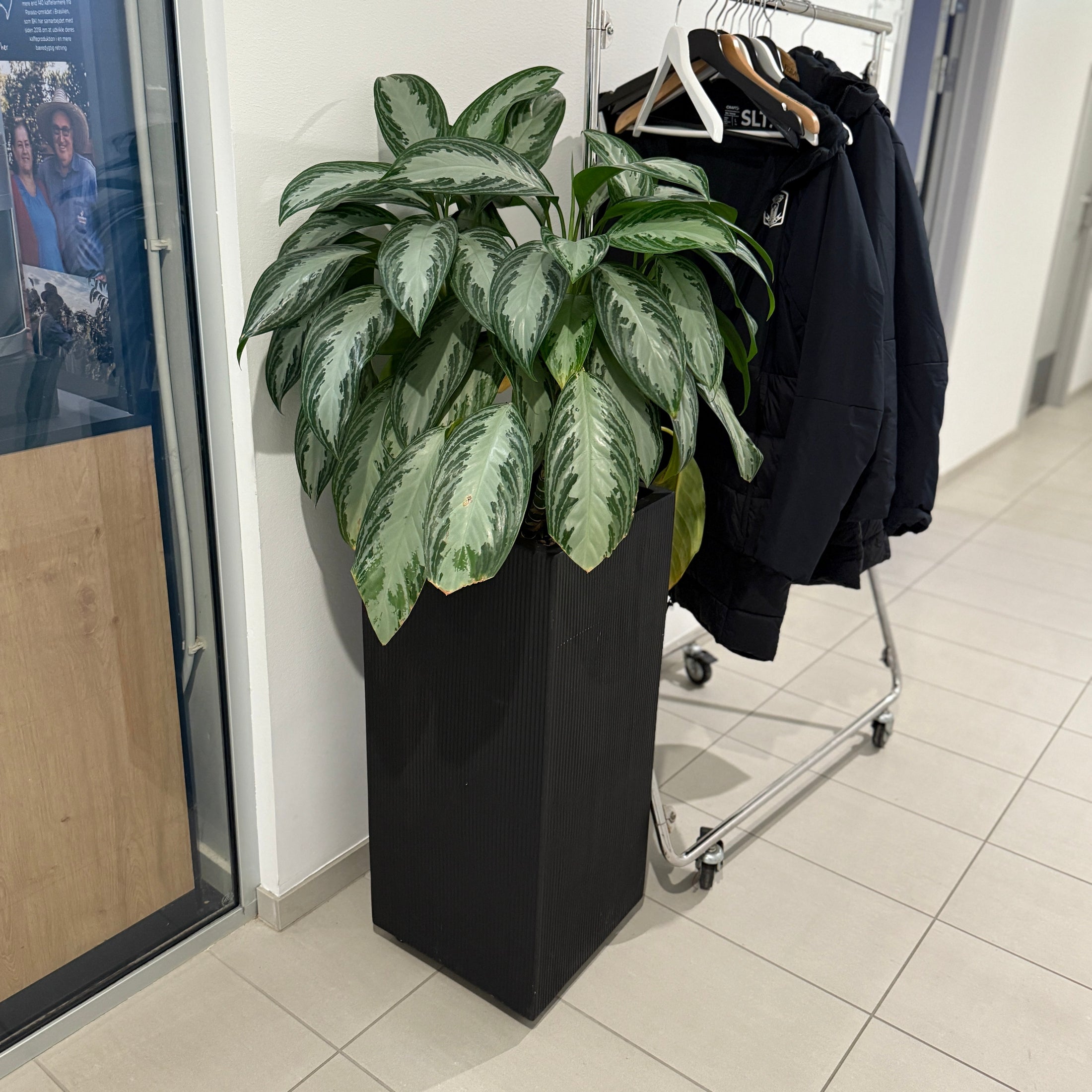 Aglaonema (Sølvkala) i sort dekorationskasse – 120 cm