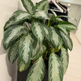Indlæs billede i gallerivisning, Aglaonema (Sølvkala) i sort dekorationskasse – 120 cm
