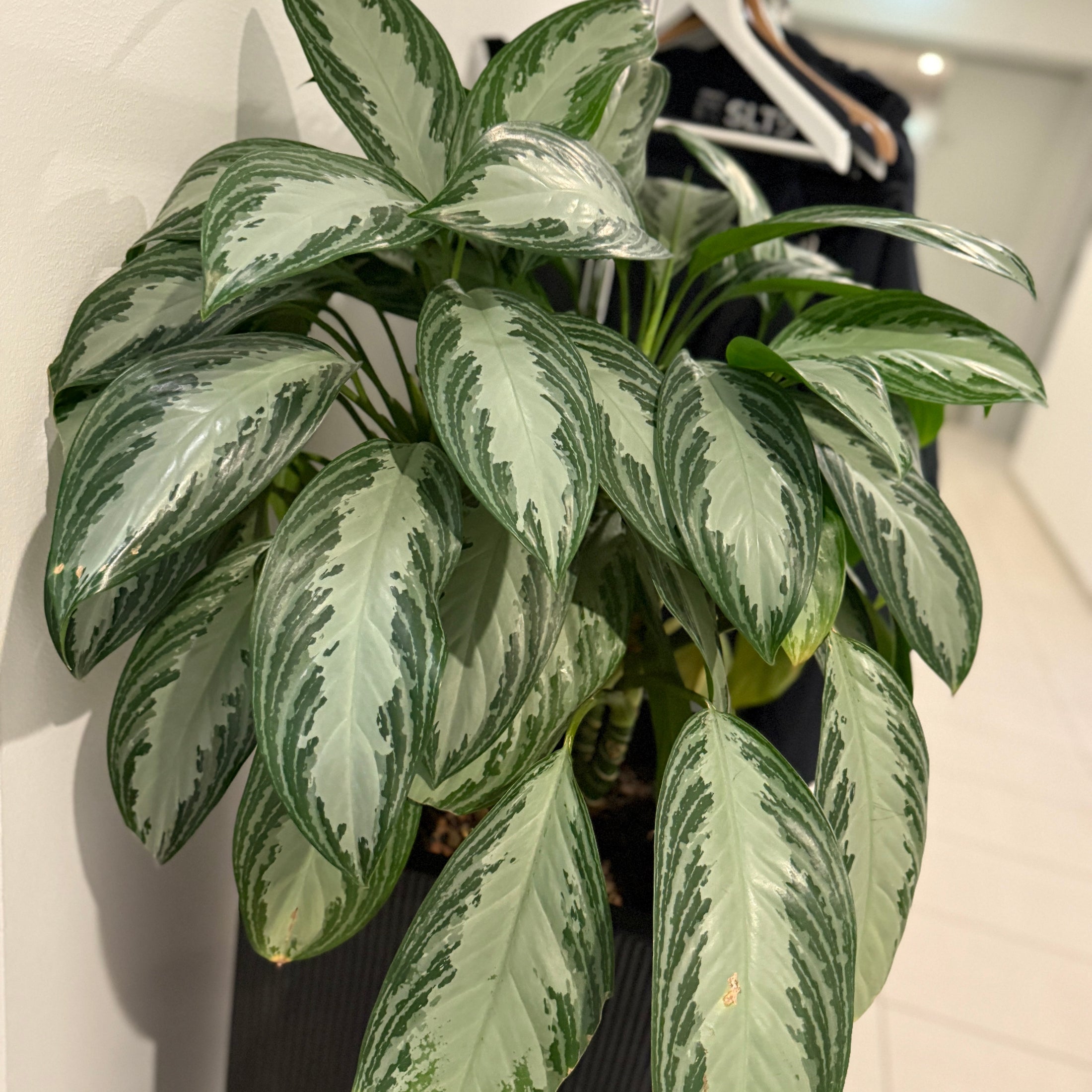 Aglaonema (Sølvkala) i sort dekorationskasse – 120 cm