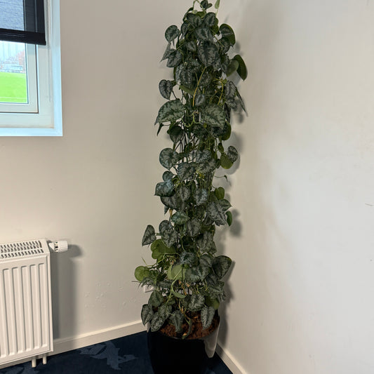 Satin Pothos / Scindapsus pictus ‘Argyraeus’ i sort krukke – 170 cm