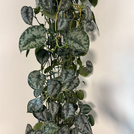 Satin Pothos / Scindapsus pictus ‘Argyraeus’ i sort krukke – 170 cm