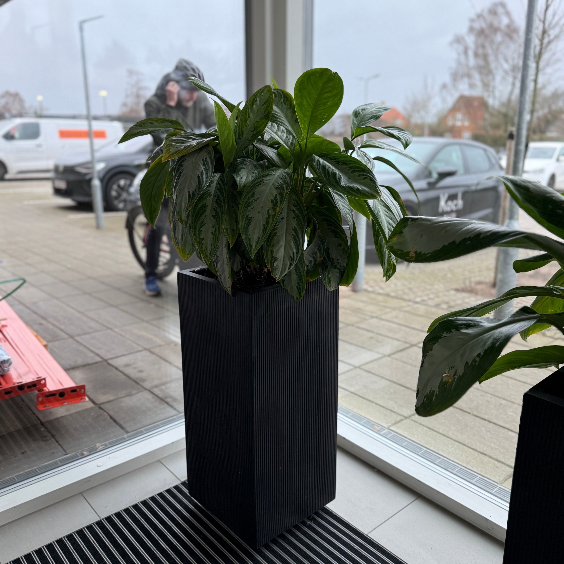 Aglaonema ‘Cutlass’ i sort høj dekorationskrukke – 140 cm