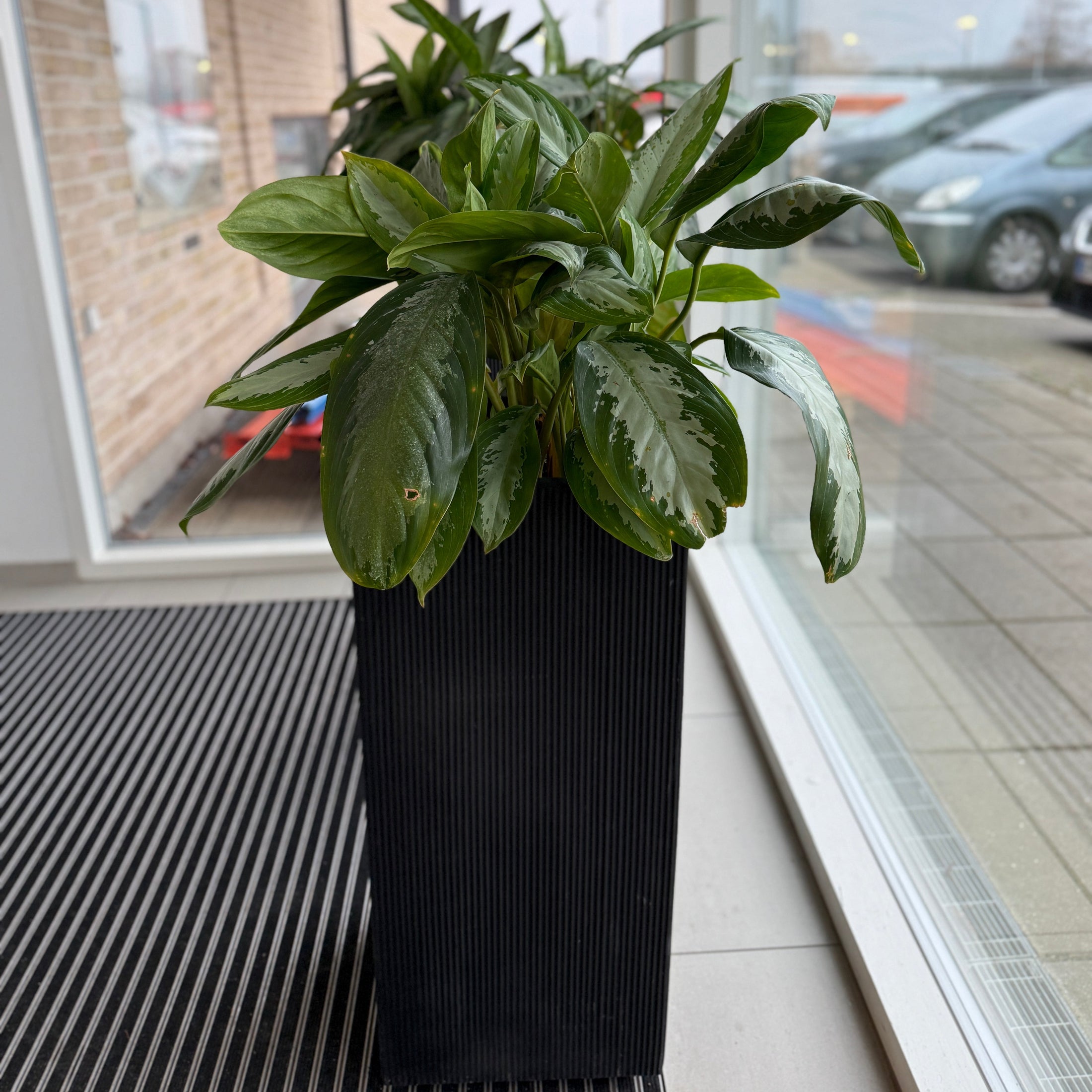 Aglaonema ‘Cutlass’ i høj sort dekorationskasse – 140 cm