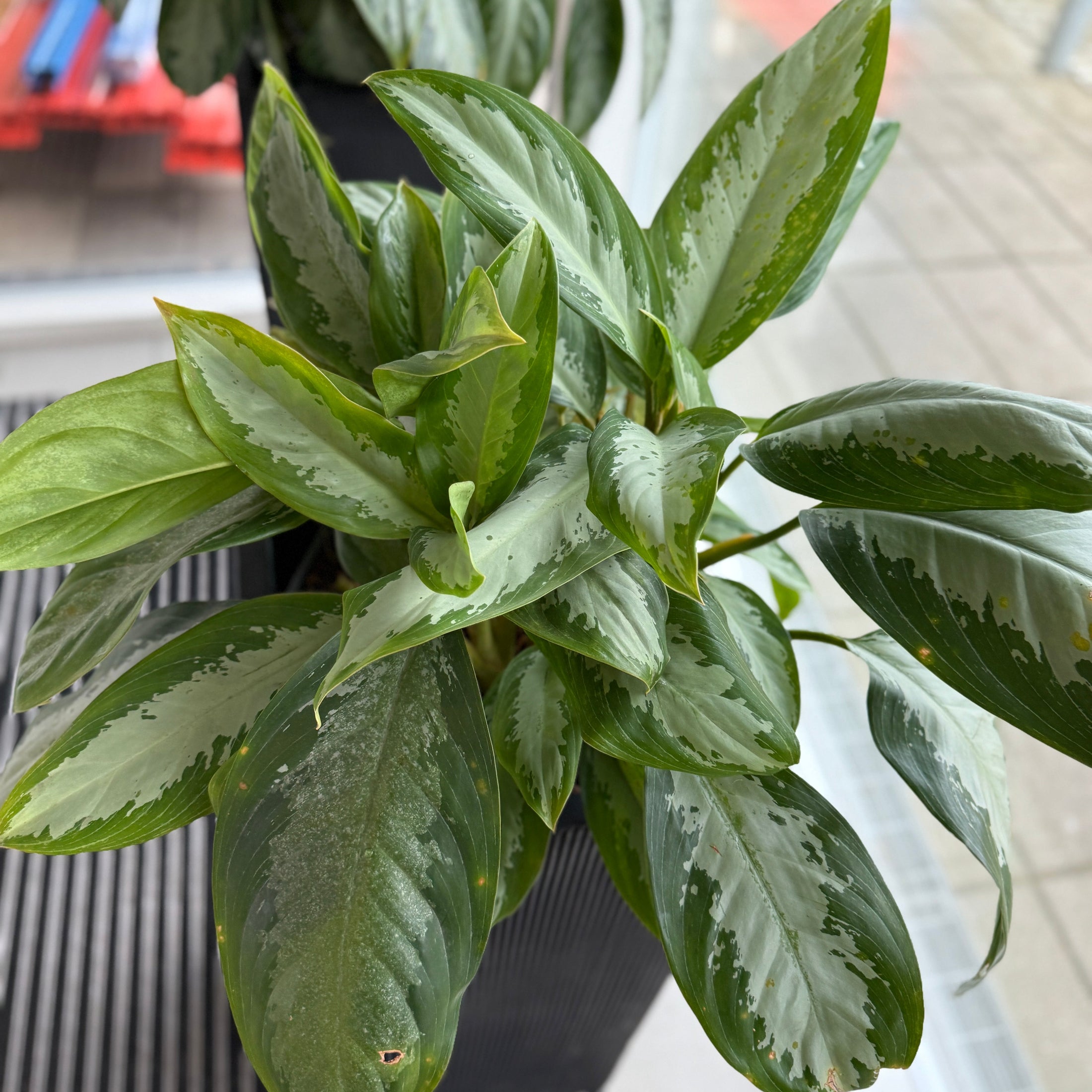 Aglaonema ‘Cutlass’ i høj sort dekorationskasse – 140 cm
