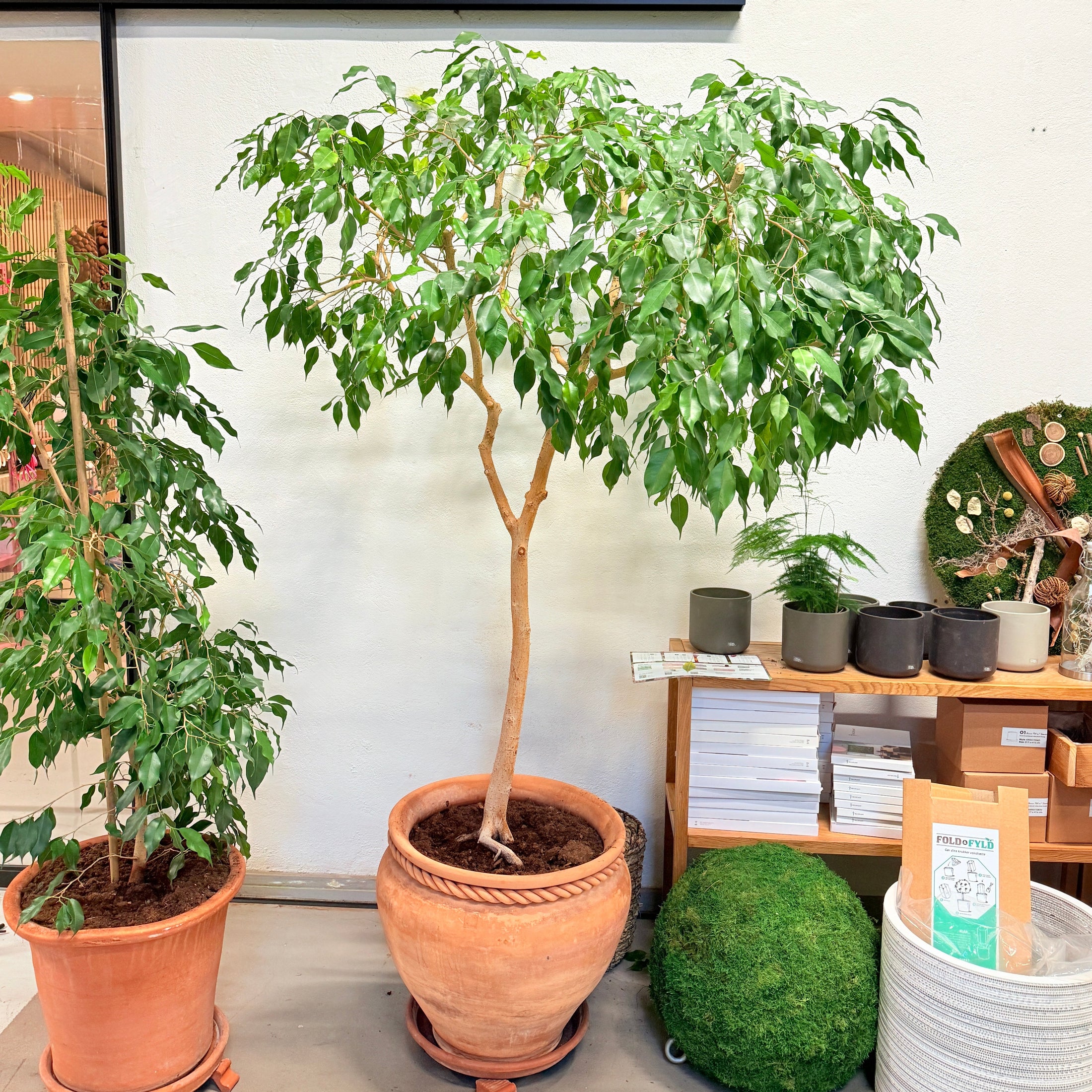 Benjamins Ficus (Ficus benjamina) i lerkrukke – 190 cm høj