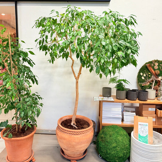 Benjamins Ficus (Ficus benjamina) i lerkrukke – 190 cm høj