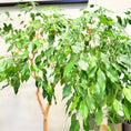 Indlæs billede i gallerivisning, Benjamins Ficus (Ficus benjamina) i lerkrukke – 190 cm høj
