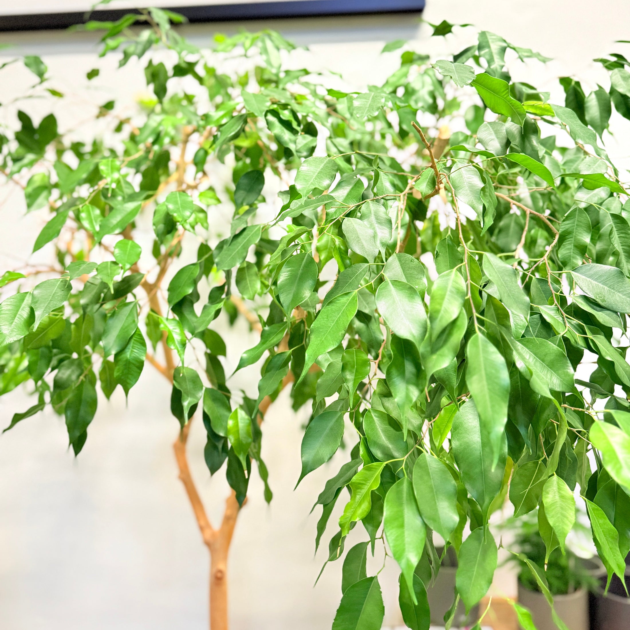 Benjamins Ficus (Ficus benjamina) i lerkrukke – 190 cm høj