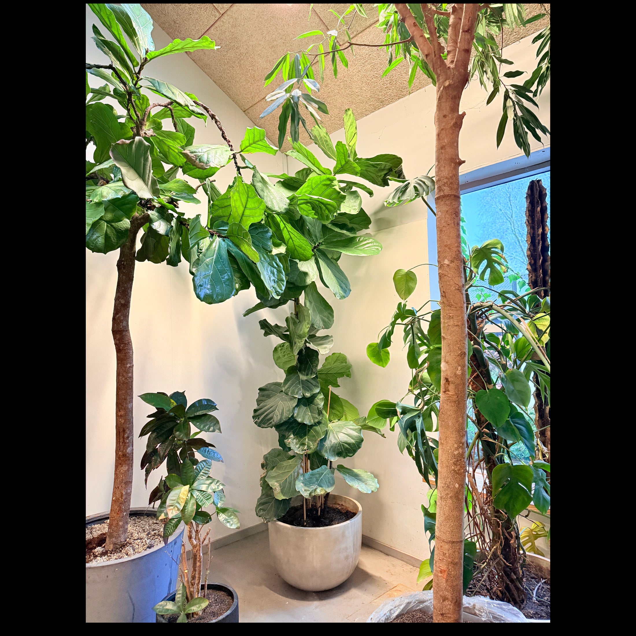 Violinfigen (Ficus lyrata) 320 cm – XXL Second Hand Stueplante i Lys Krukke